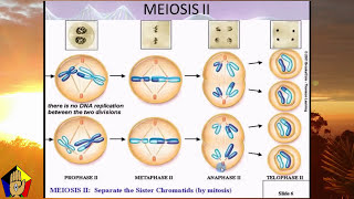 Genetics And Disease in Pathophysiology lecture 12 [upl. by Harwin169]