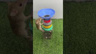 best home mouse trapmouse trap tips [upl. by Vanhomrigh]