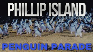 THE WORLDS SMALLEST PENGUIN Australia Phillip Island [upl. by Hannazus]