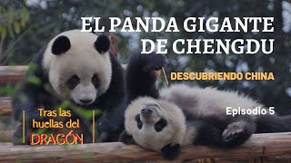 Tras las huellas del dragón Episodio 5 El panda gigante de Chengdu [upl. by Esilegna]