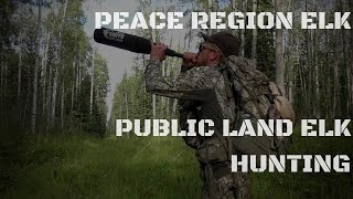 Peace Region Elk Hunting  Public Land Elk Hunting [upl. by Akir]