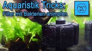 Aquaristik Tipps und Tricks  Aquarium Filter animpfen  Filterbakterien übersiedeln  Filterstart [upl. by Llednor]