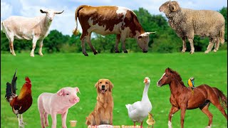 Farm Animal Food Horse Cow Sheep Goat Pig Dog  Duck  Animal Videos [upl. by Rhiamon]