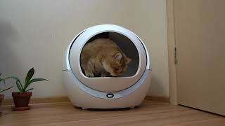 Smart cat litter box [upl. by Torhert213]