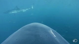 Camera Attached to Sharks Fin  Lair of the Mega Shark [upl. by Naginarb]