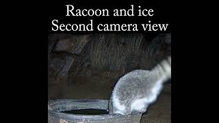 Racoon and Ice with 2 camera views racoon wildlife nature [upl. by Trill]