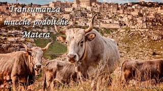 Transumanza mucche podoliche Matera [upl. by Halimaj416]