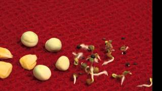 Seed germination timelapse  Maize peas and salad [upl. by Marlow858]