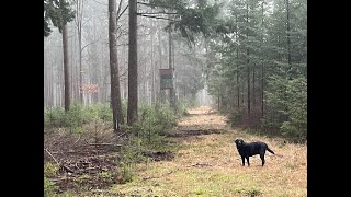 Waldgeräusche zum Entspannen und Lernen  Welche Tiere Vögel könnt ihr hören [upl. by Gibe]