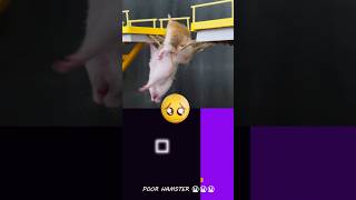 Saddest Story of Hamster in the Squid Game 😭😭💔  Hamsterious  Bouncing Square squidgame [upl. by Bronson]