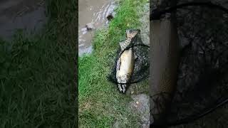 Salmon Run at Bowmanville Creek [upl. by Barbi492]