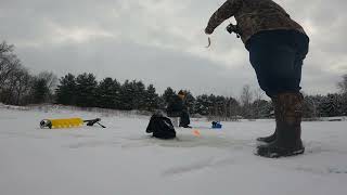 Fishing for Pond Bluegill [upl. by Esertak538]