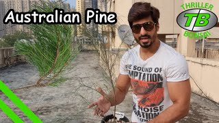 Australian Pine  Pruning amp Repotting  Training Bonsai From Seed  Year 3 [upl. by Olivie68]