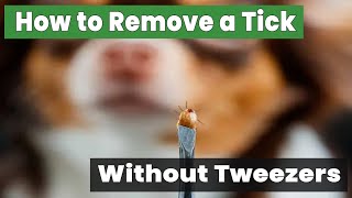 How to Remove a Tick from a Dog Without Tweezers Safe Techniques [upl. by Mitzie]