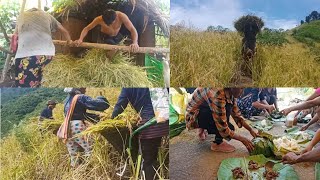 Harvesting And Collecting  Shifting Cultivation  Oryza sativa [upl. by Assilen]