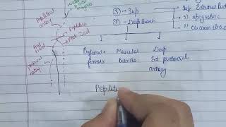 Popliteal artery course extent relations [upl. by Patric]