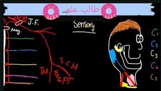 cervical plexus شرح اعصاب الرقبة [upl. by Atsira]