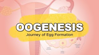 GENERAL BIOLOGY I  GAMETOGENESIS  OOGENESIS [upl. by Yzzik]