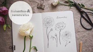 Botanical Illustration  Ranunculus  Lisianthus [upl. by Tibold]