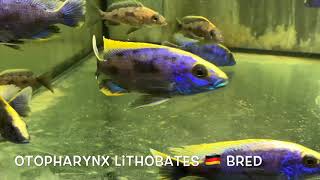 Otopharynx lithobates 🇩🇪 bred [upl. by Letsirk]