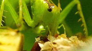 Balloonwinged Katydid Munching 鰹節を食べるハヤシノウマオイ♂ [upl. by Alyahsat931]