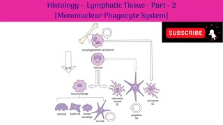 Histology of Lymphatic tissue  Part 2  Mononuclear Phagocyte System Features  Functions [upl. by Oruntha]