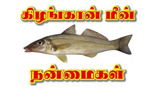 Benefits of Kezhgan Meen in Tamil கிழங்கான் மீன் நன்மைகள் [upl. by Higbee]