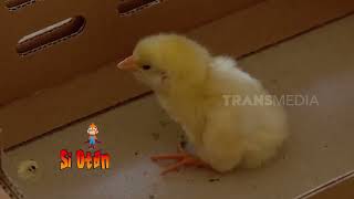 Kepoin Proses Perkembangbiakan Si Mungil Anak Ayam  SI OTAN 010823 [upl. by Fronia]