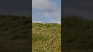 Dünengras im Wind bei Bulbjerg Knude in Nordjütland [upl. by Hugibert]