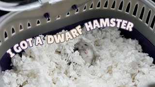 I GOT A DWARF HAMSTER [upl. by Davidoff250]