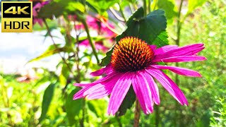 Beautiful Flowers HDR10 4K Ultra HD Sample Footage HDR10 Plus Video [upl. by Alwin319]