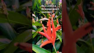 Heliconia outdoor plant Available at Greenplanet’s nursery at Thrissur plants indoorsplants [upl. by Atiseret]