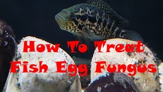 Preventing Fish Egg Fungus [upl. by Ready]