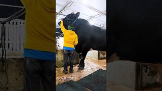 Holstein bull standing over 18 meters [upl. by Dorice]