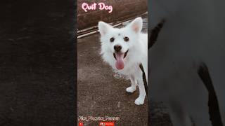 dog doglover japanesespitz dogschool puppy dogtherapy dogtraining pets mustangcobra [upl. by Jansson342]