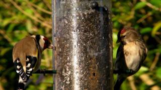 Mealy Common or Lesser Redpoll and Goldfinch on My Bird Feeder  Redpolls [upl. by Jarrett]