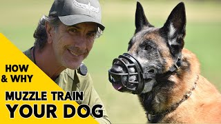 How and Why to MUZZLE Train Your DOG [upl. by Sajet702]