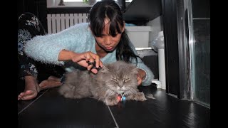 Cat Grooming Kucing Mandi  How to Remove Cat Matted Fur Gently [upl. by Salchunas]