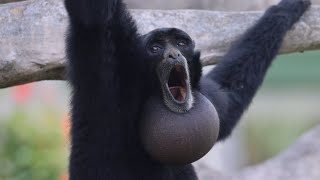 Screaming Gibbons [upl. by Blayze]