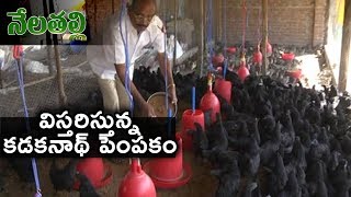 Kadaknath Poultry Farming Success Story  Nela Talli  hmtv News [upl. by Elleret]