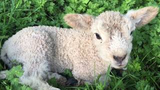 Cute baby lamb bleating  Baby lamb makes baaing sounds [upl. by Lunseth]