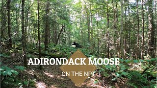 Adirondack Moose on NorthvillePlacid Trail [upl. by Eycal407]