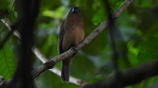 Thickbilled SeedFinch Sporophila funerea resting [upl. by Teferi384]