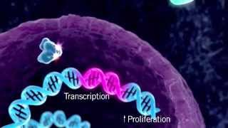 The HER Signaling Pathway [upl. by Nowed]