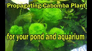 CABOMBA PLANT PROPAGATION  For your Fish ponds and aquarium [upl. by Akeret]