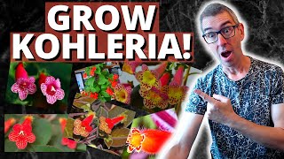 HOW TO GROW KOHLERIA Gesneriad care [upl. by Levison984]