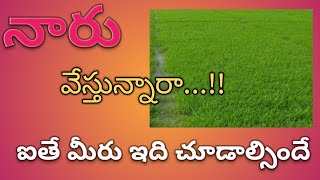 యాసంగి నారుమడికి తీసుకోవలసిన జాగ్రత్తలు Paddy nursery management in Rabi season [upl. by Etnovert]