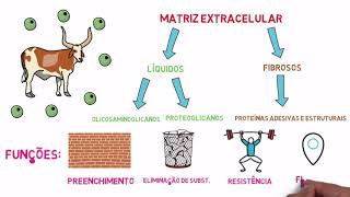 Matriz Extracelular e Junções Celulares [upl. by Baalbeer294]