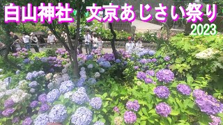 Hakusan Shrine Bunkyo Hydrangea Festival（白山神社 文京あじさい祭り） [upl. by Leena]