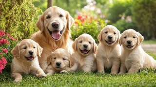 Cute Baby Animals  Collection Of Rare Happy Moments Of Animals Calming Piano amp Nature Sounds [upl. by Linis684]